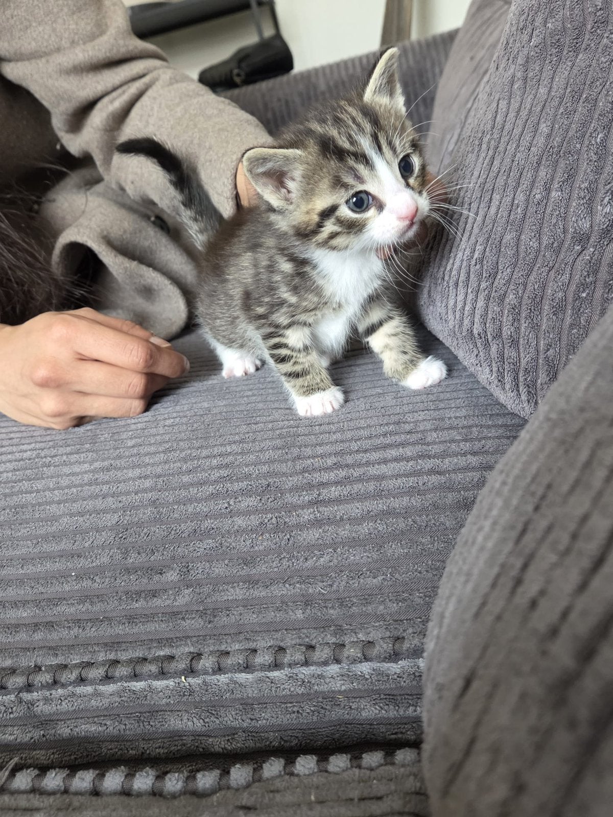 Kitten kater zoekt nog een huisje, Dieren en Toebehoren, Kater
