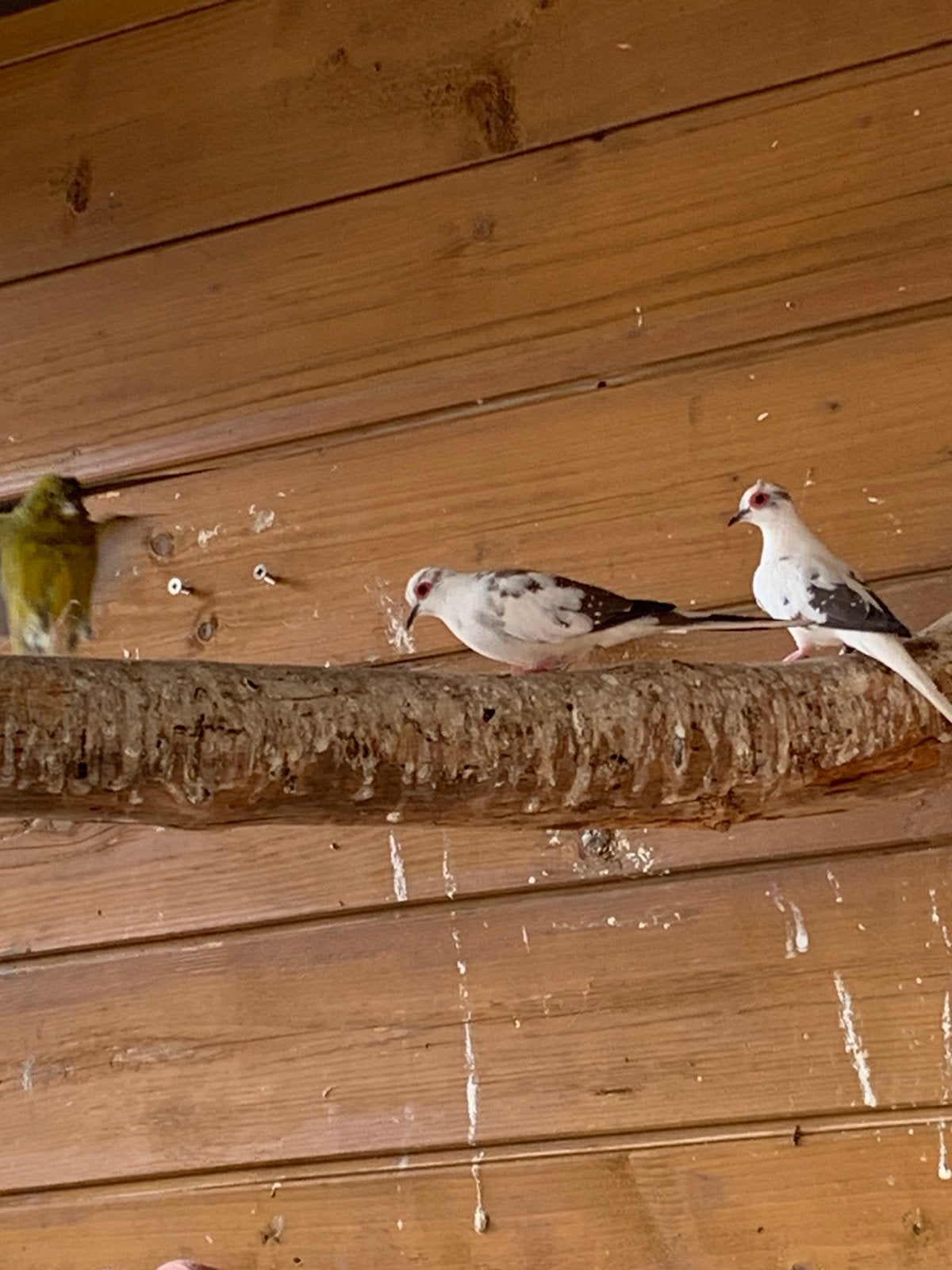 Koppel bonte diamant duifjes, Dieren en Toebehoren, Vogels | Overige Vogels, Meerdere dieren