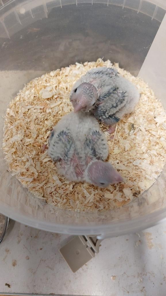 Pyrrhura's zijn gereserveerd, Dieren en Toebehoren, Vogels | Parkieten en Papegaaien, Geslacht onbekend, Parkiet, Tam