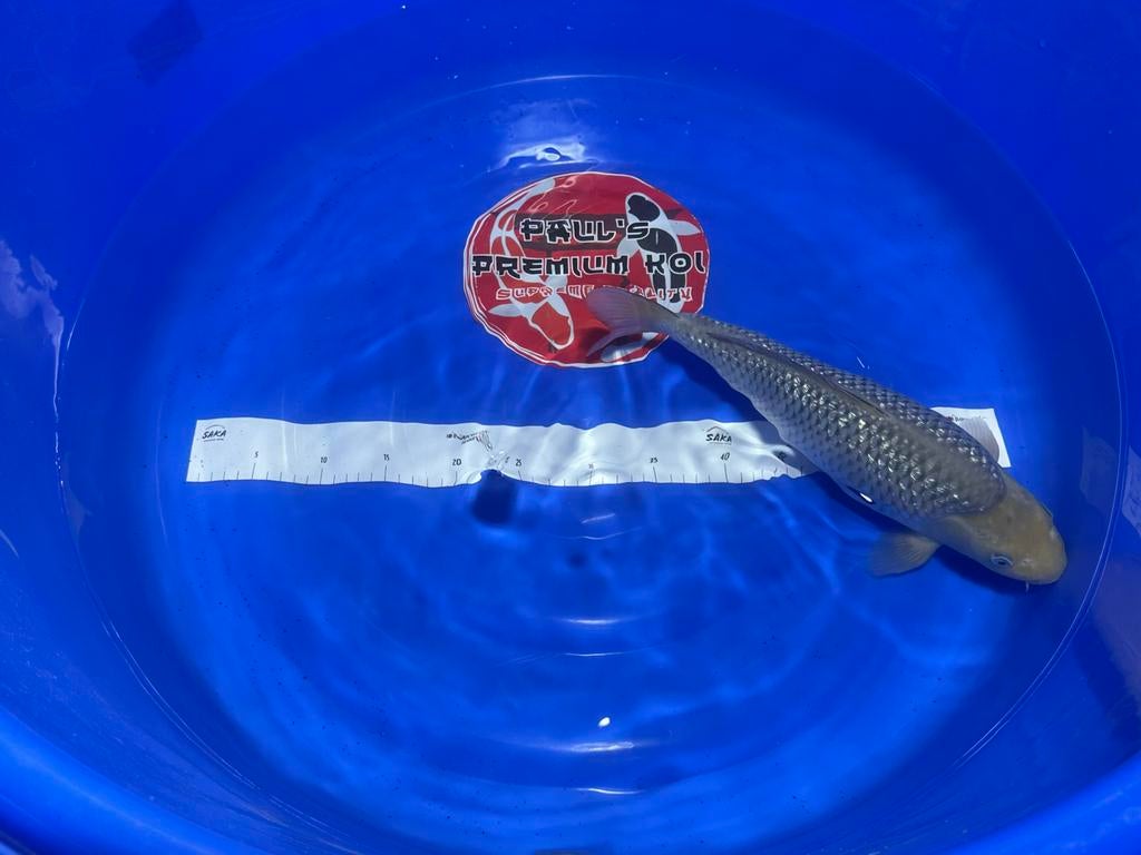 Ginrin Soragoi  - Marusei  - Nisai+ - 40+cm, Karper of Koi