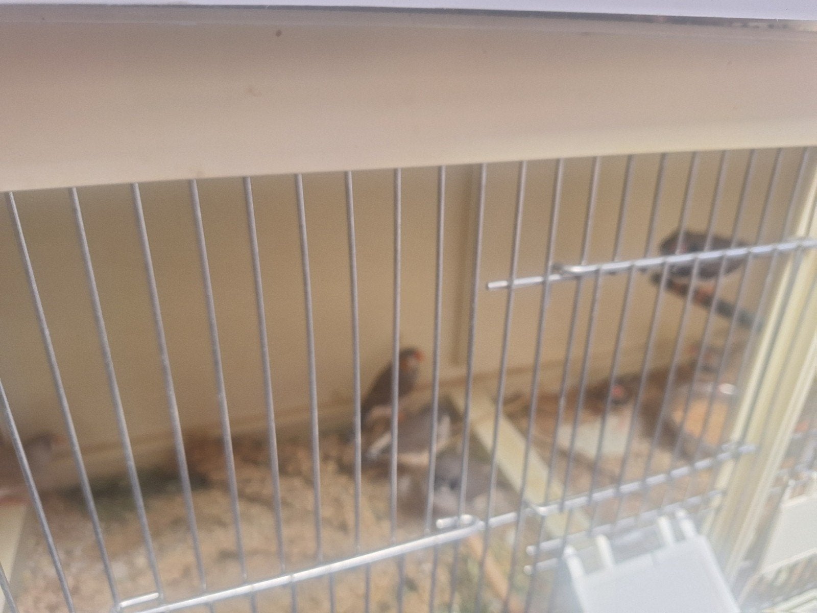 jonge zebravinken uit hobby voliere, Meerdere dieren