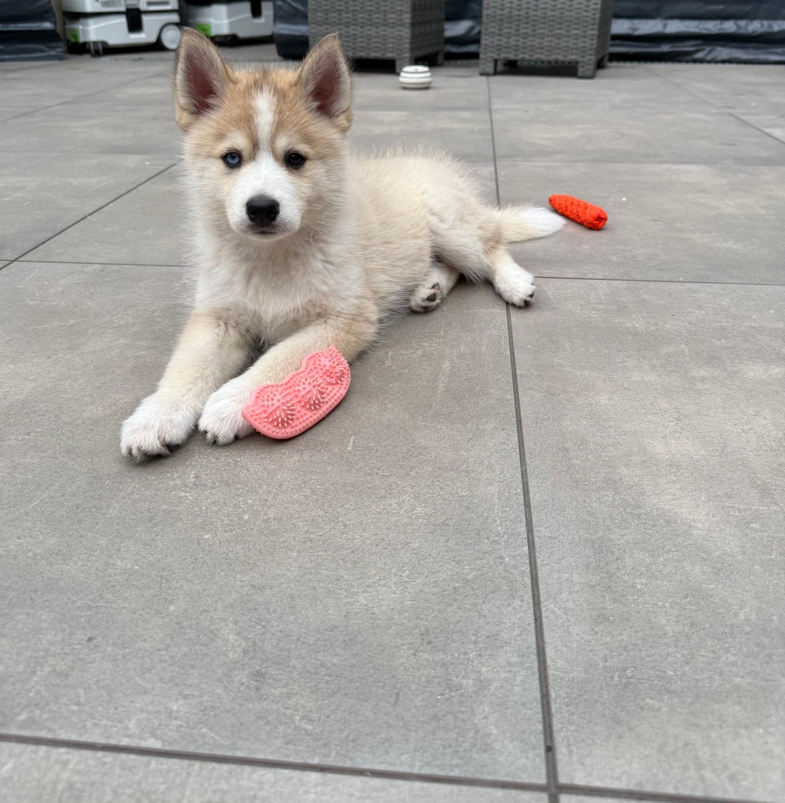 Mooie en lief pomsky reutje MAG VERHUIZEN, Reu, 8 tot 15 weken, CDV (hondenziekte), Eén hond