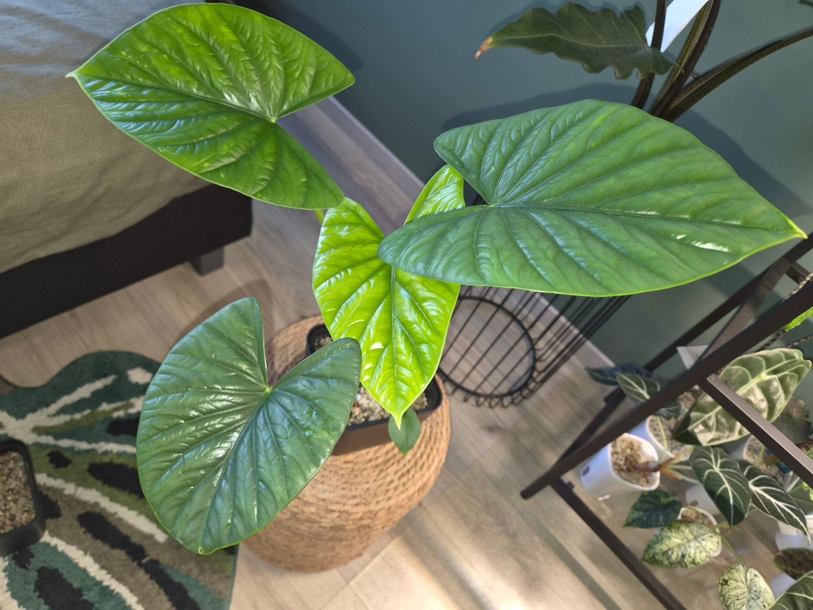 Alocasia Lukiwan, Huis en Inrichting, Ophalen, Halfschaduw, Minder dan 100 cm