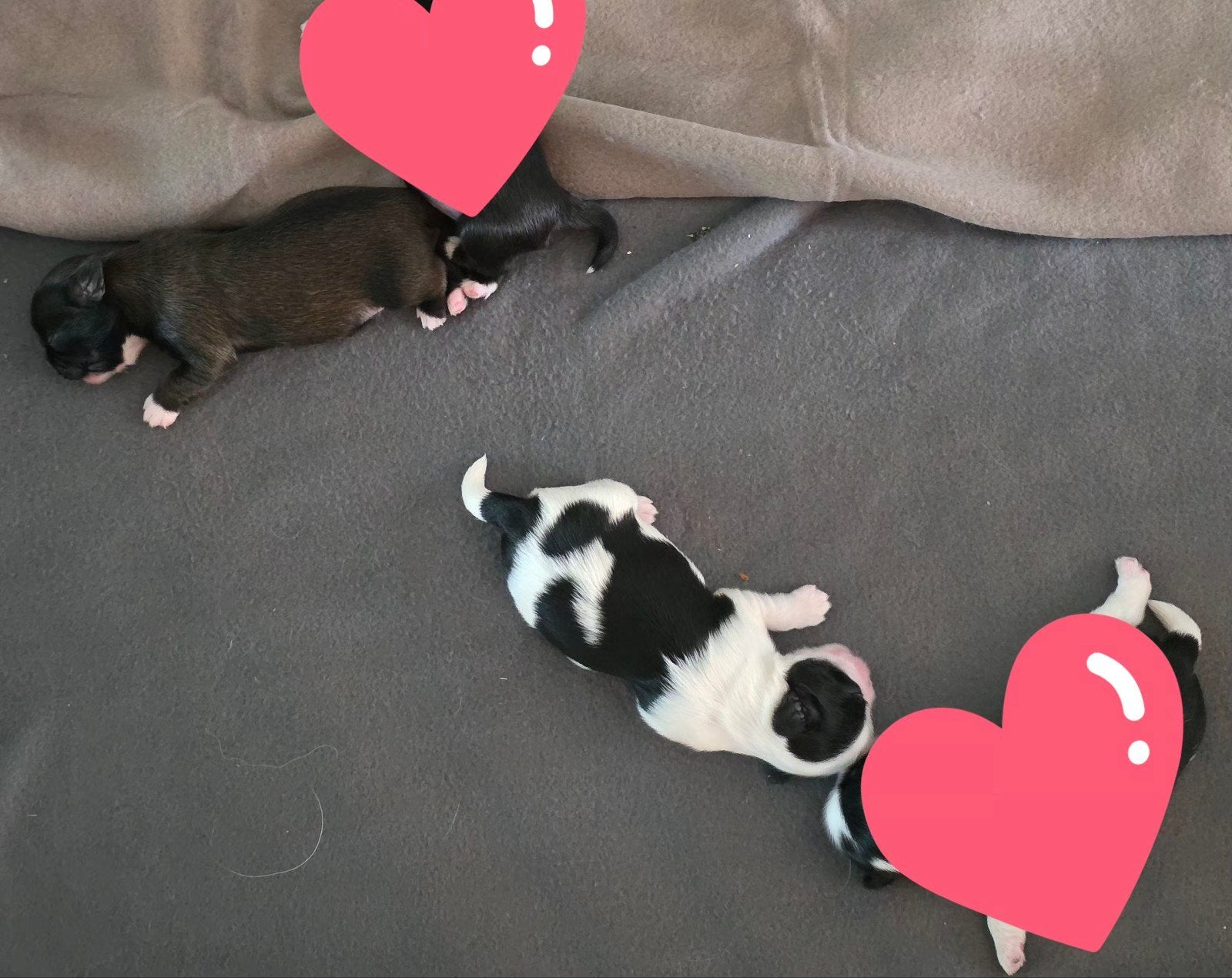 pups Maltezer x Tzi Tzu, Parvo, 8 tot 15 weken, Meerdere, Meerdere dieren