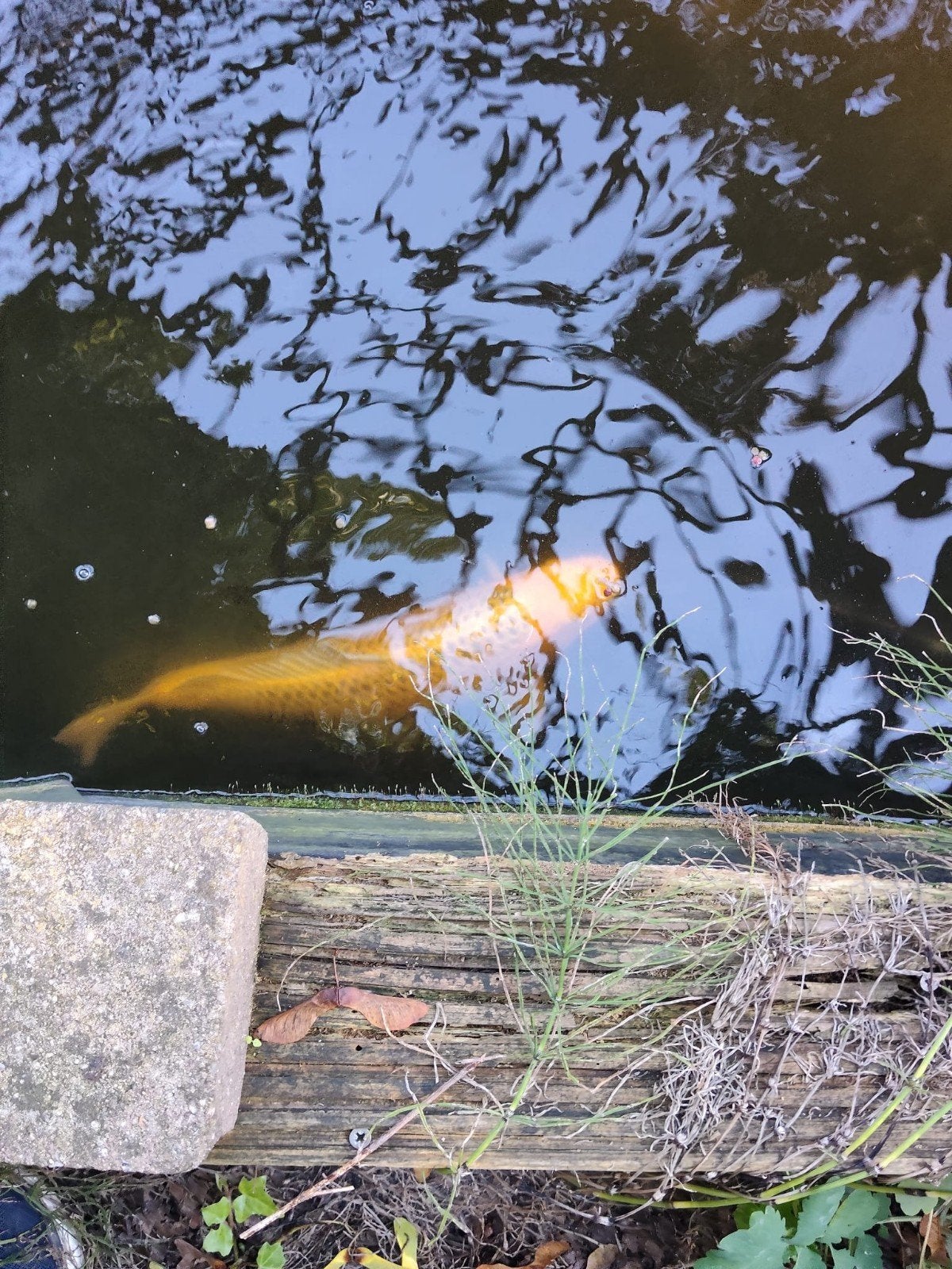 Japanse Koi karpers, Karper of Koi
