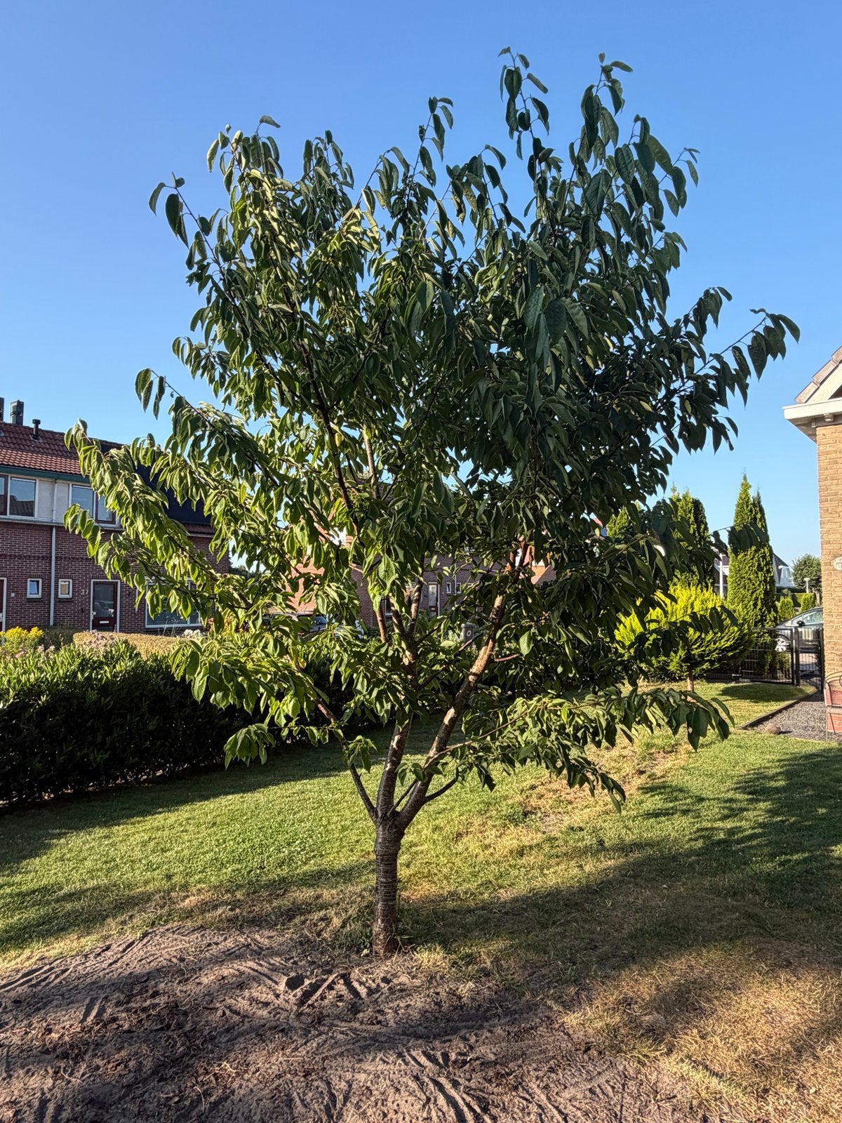 Kersenboom - Prachtige fruitboom mag op korte termijn weg!, Tuin en Terras, Planten | Fruitbomen, Ophalen, Lente, Volle zon, Kersenboom