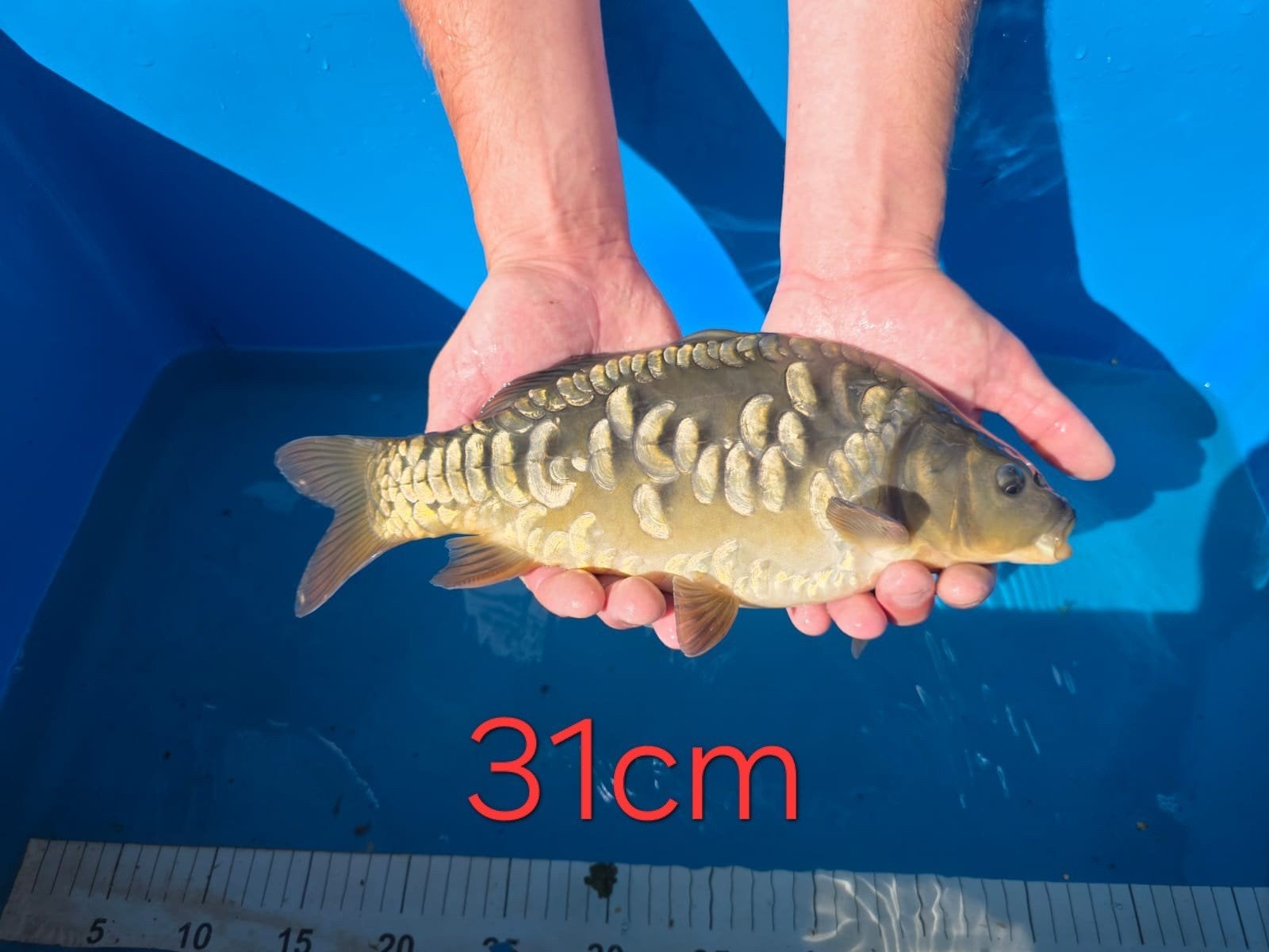 Spiegelkarpers aangeboden, Karper of Koi