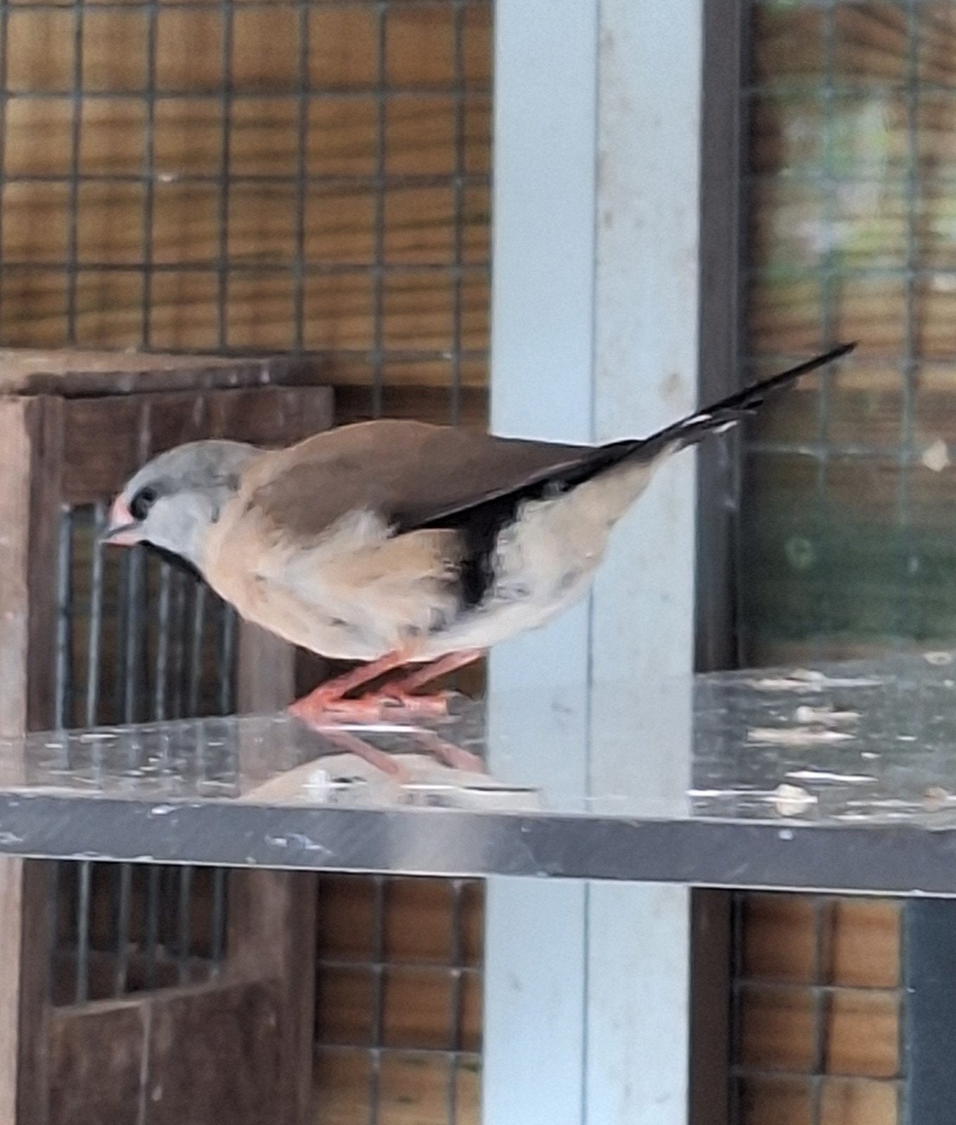 drie jonge spitsstaartamadines, Dieren en Toebehoren, Meerdere dieren, Tropenvogel