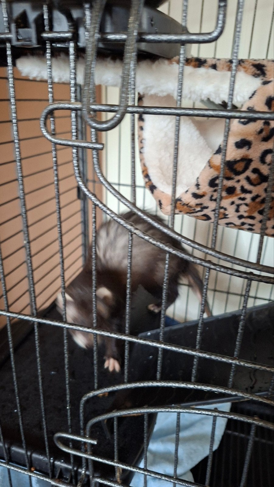 fred inclusief kooi, Ophalen, Kooi, Gebruikt, Minder dan 75 cm