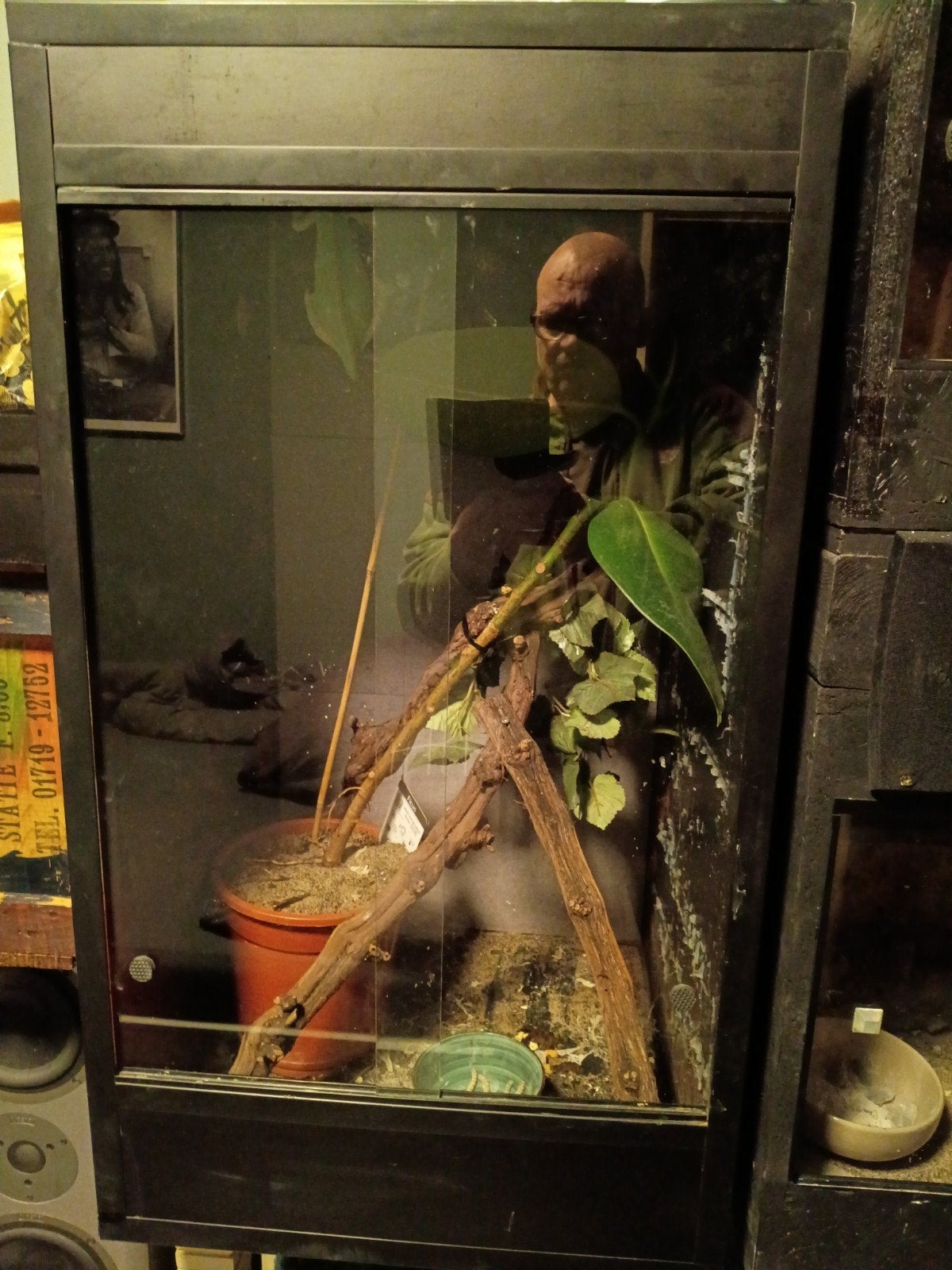 vrouwtje Jemen Kameleon met betonplex terrarium 50x50x90 Chameleon photo 5