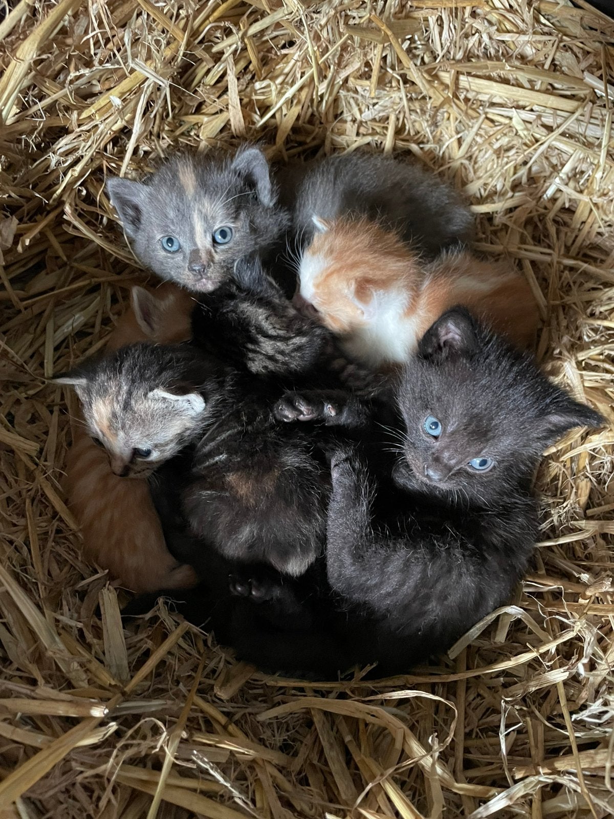 Kittens, Dieren en Toebehoren, Katten en Kittens | Overige Katten, Meerdere dieren, 0 tot 2 jaar
