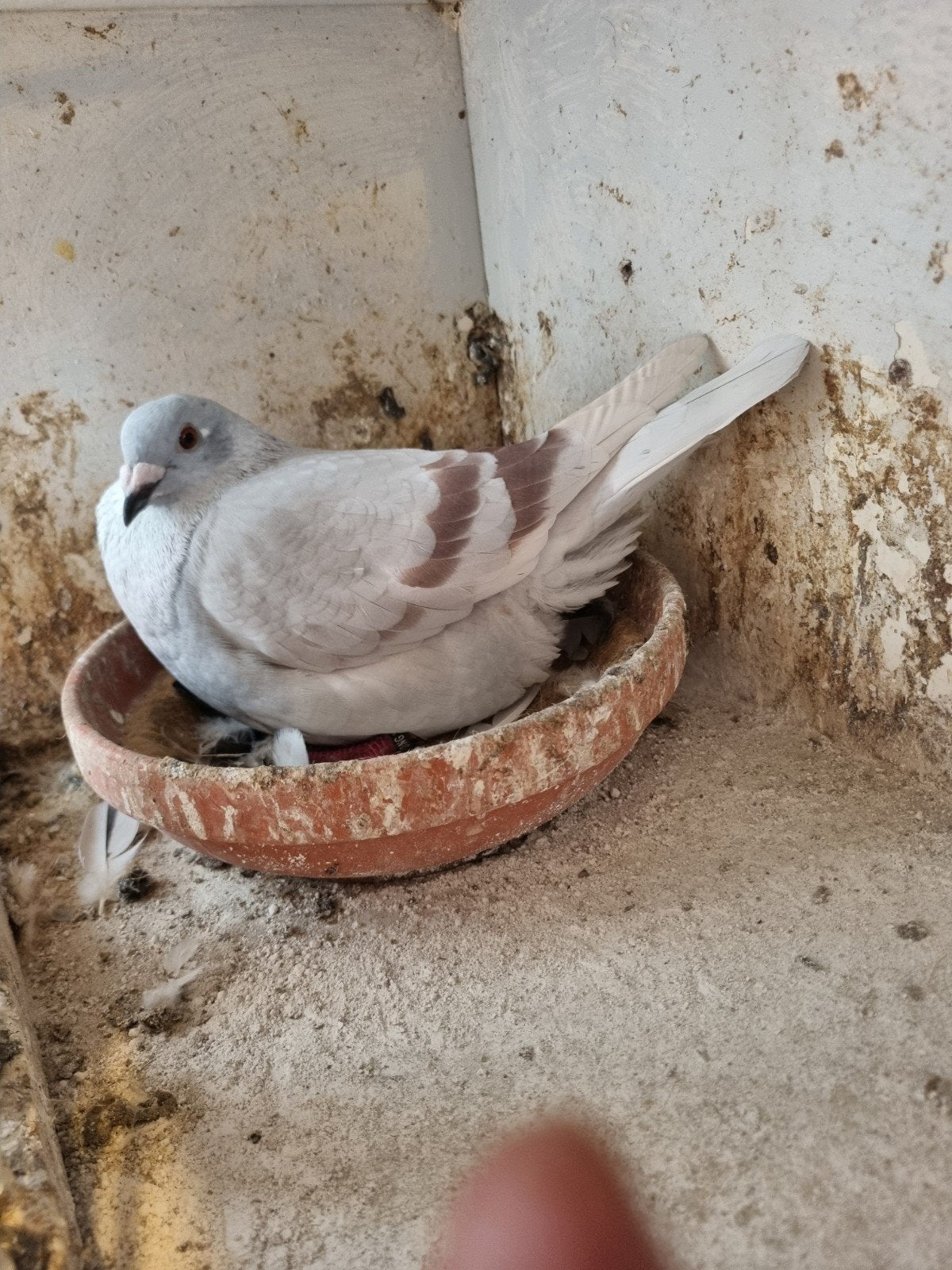 Postduiven doffer een vrouwelijke, Dieren en Toebehoren, Mannelijk, Postduif