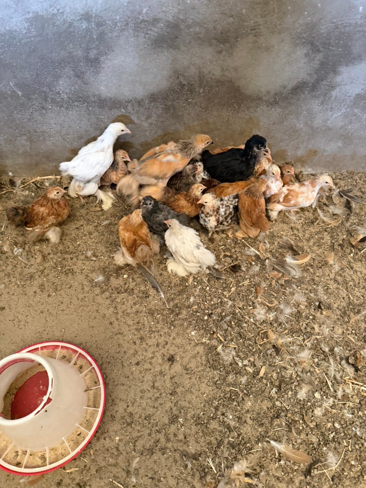 Cochin hennen en hanen, Dieren en Toebehoren, Pluimvee, Kip, Meerdere dieren