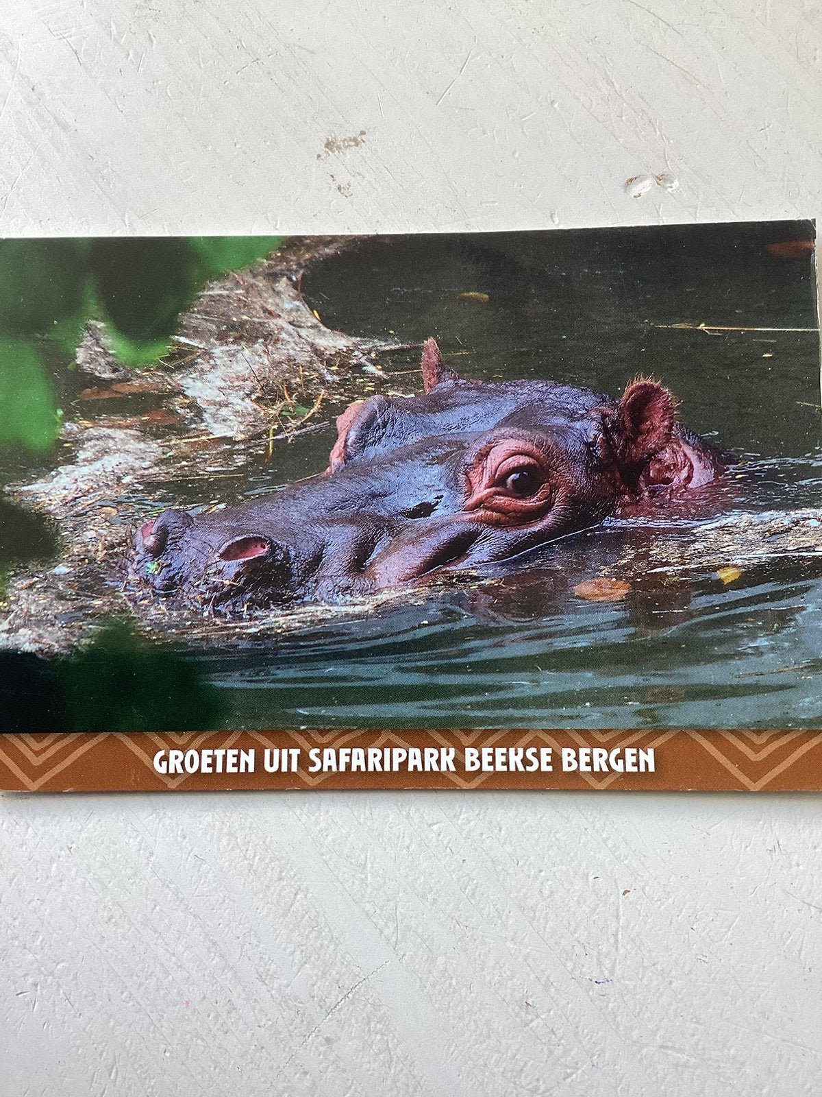 Ansichtkaart Safaripark Beekse Bergen, Verzenden, 1980 tot heden, Gelopen, Noord-Holland