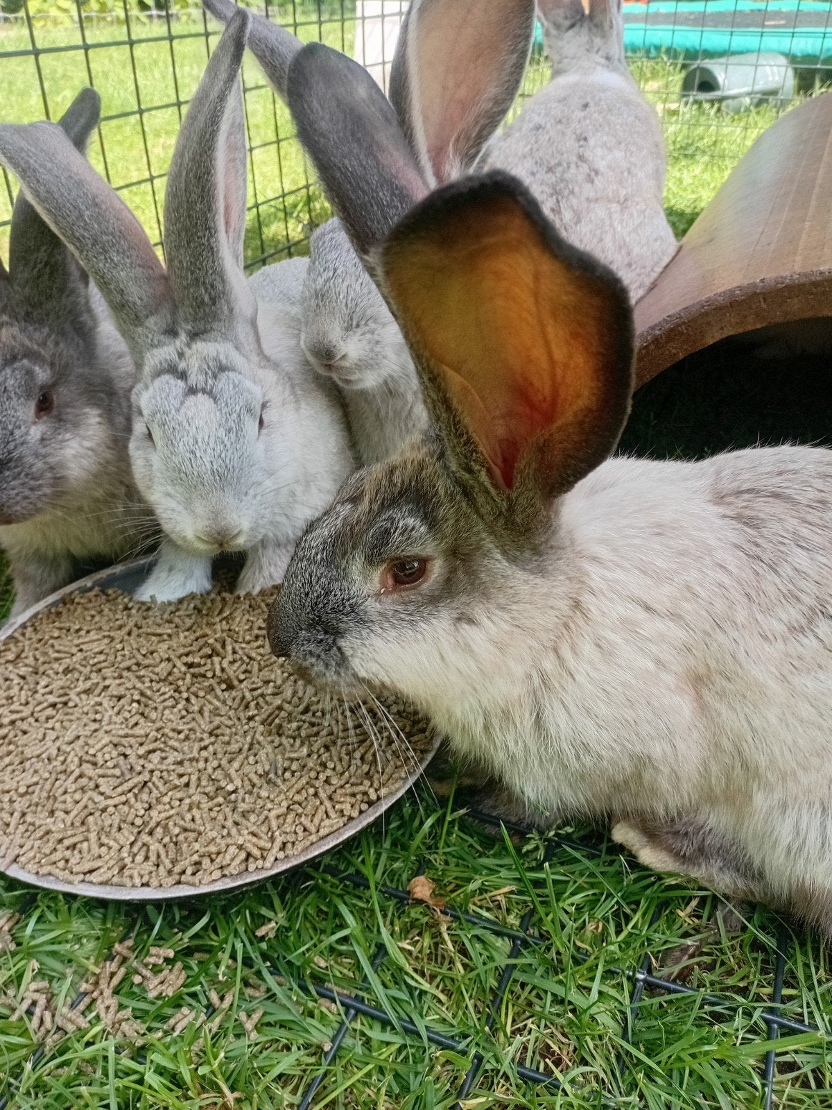 Duitse reuzen meerdere kleuren, Meerdere dieren, Groot