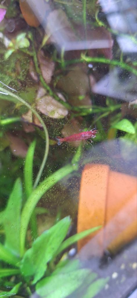 red cherry garnalen, Dieren en Toebehoren, Vissen | Aquariumvissen, Kreeft, Krab of Garnaal, Zoetwatervis
