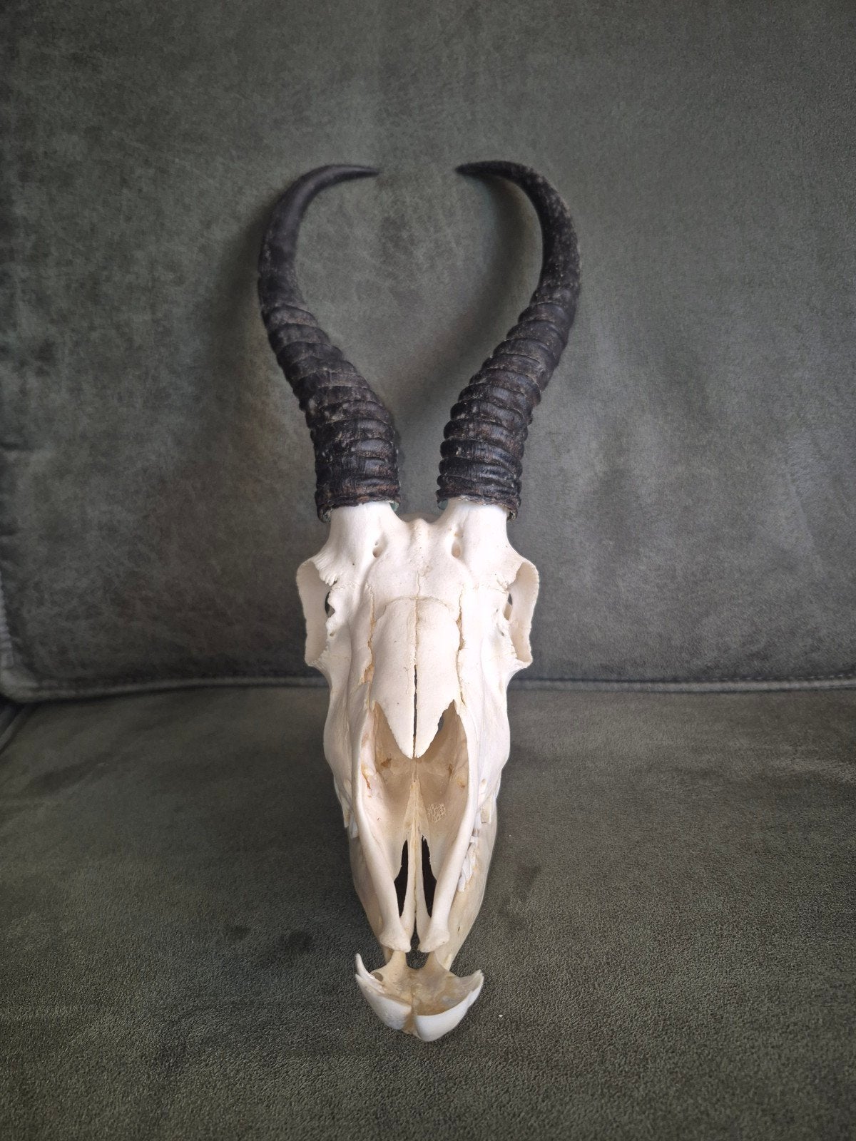 Schedel springbok, Verzamelen, Dierenverzamelingen, Ophalen of Verzenden, Schedel