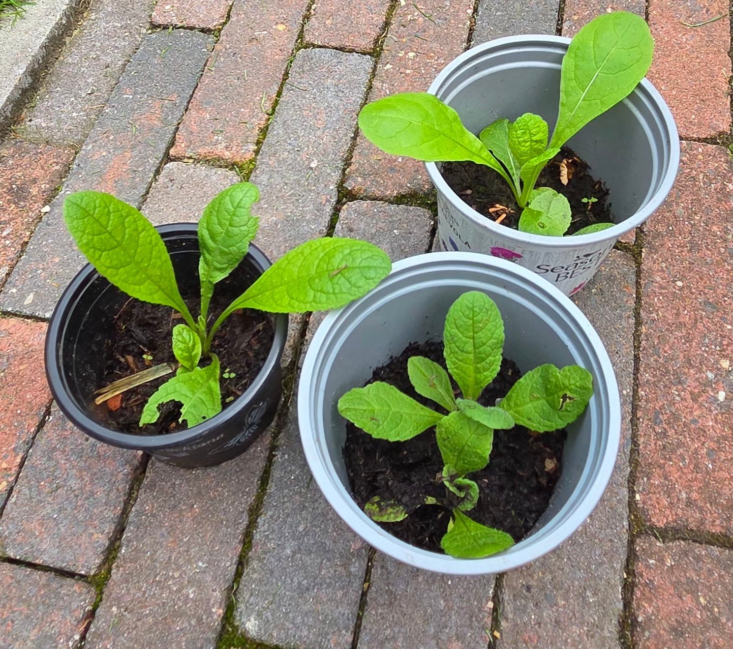 Grote Kaardebol,  2 plantjes voor €1,50, Tuin en Terras, Ophalen, Overige soorten