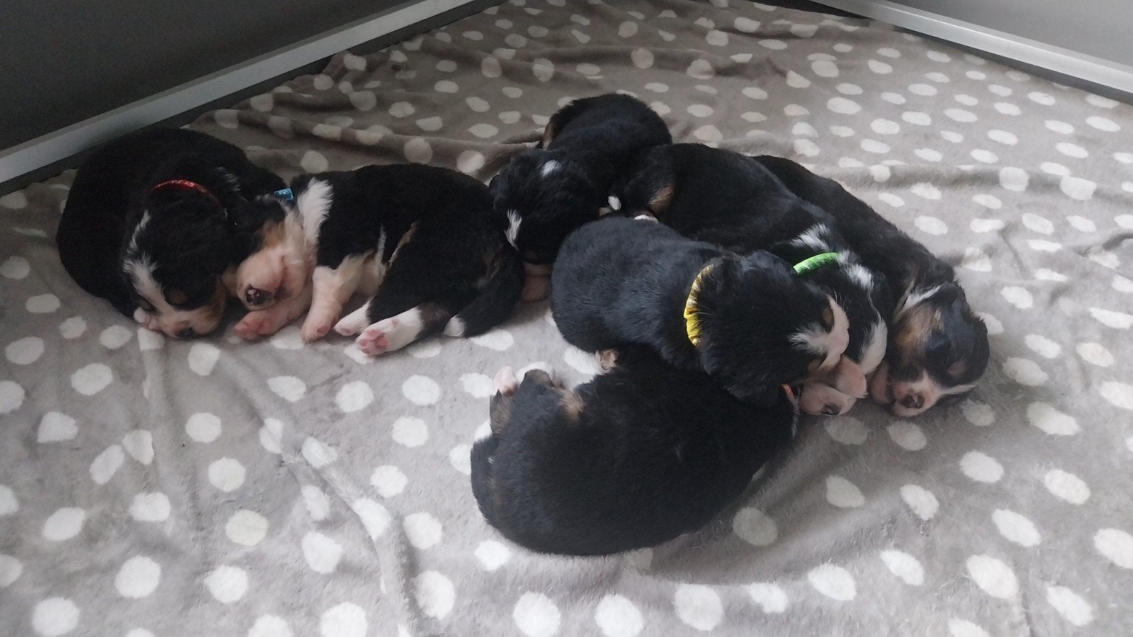 7 super lieve Benner Sennen pups, Dieren en Toebehoren, Honden | Niet-rashonden, 8 tot 15 weken, Groot, Meerdere, Meerdere dieren
