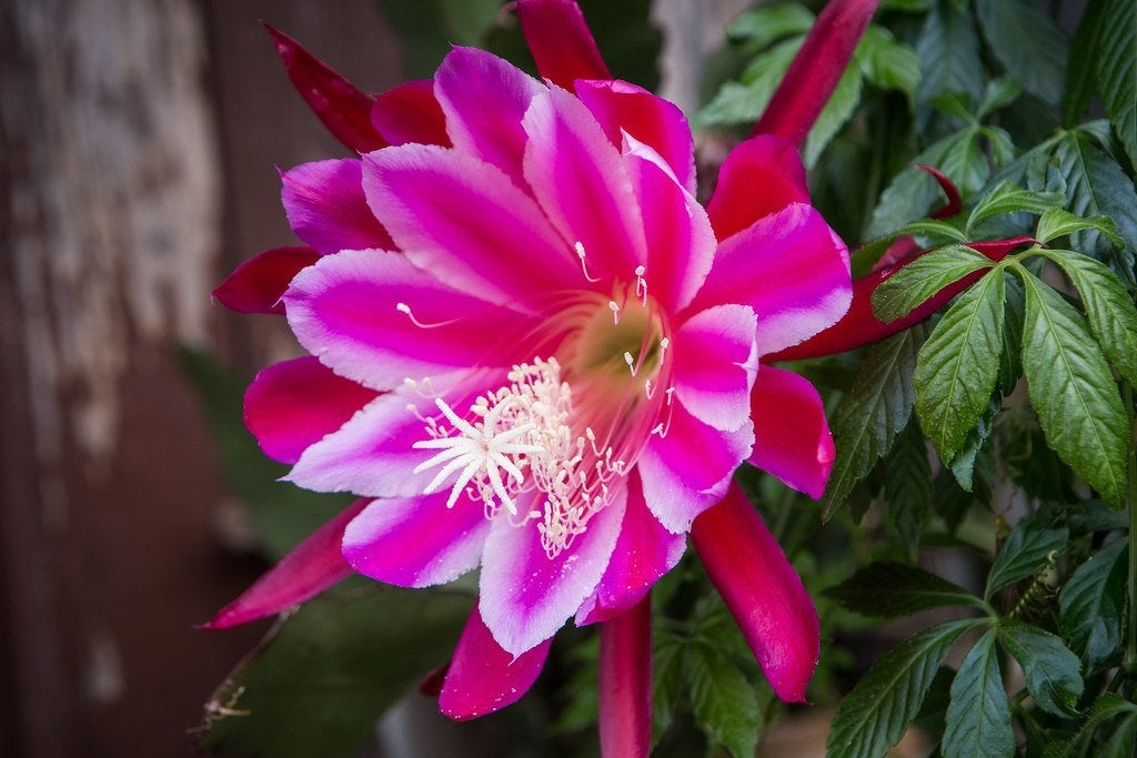 cactus - Epiphyllum Atlantis, Ophalen of Verzenden, Cactus, Volle zon, Minder dan 100 cm
