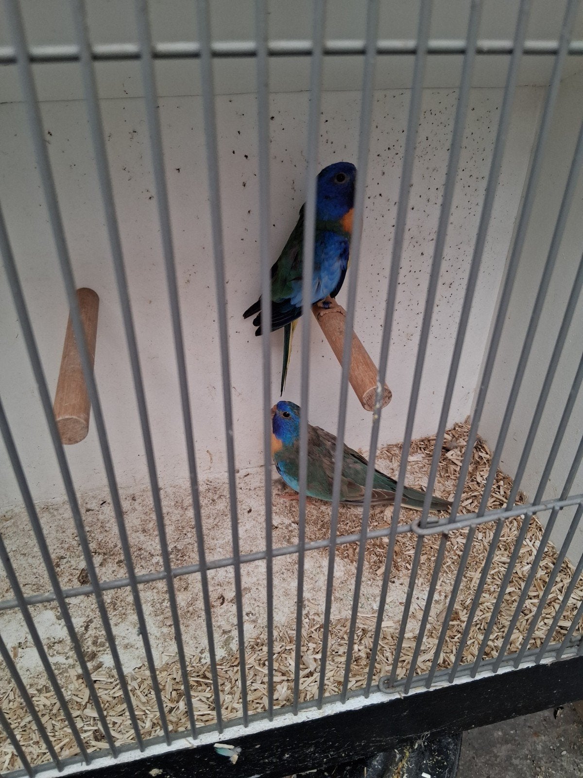 Koppel splendits, Dieren en Toebehoren, Meerdere dieren, Parkiet, Geringd