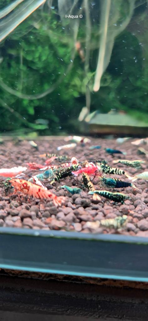Foto 8 van Skittles caridina garnalen bezorging mix 10+5 gratis!