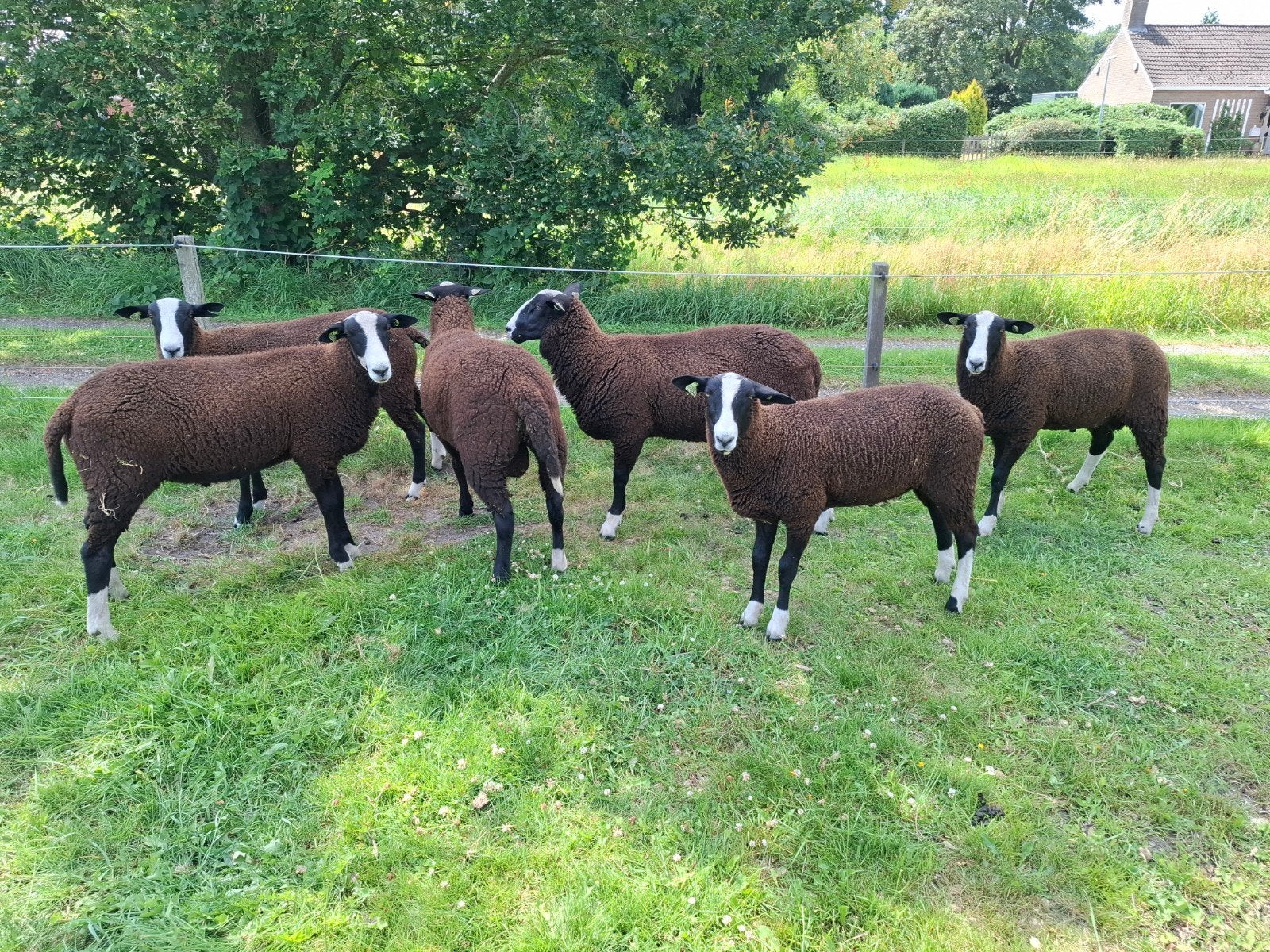 zwartbles dekrammen, Mannelijk, Schaap, 0 tot 2 jaar