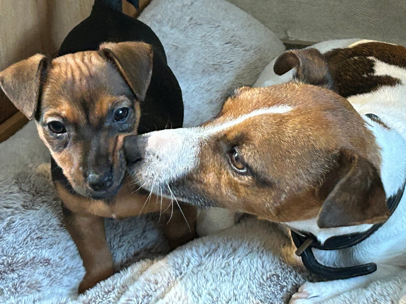 Lieve Choco Tan Jack Russel pup, Dieren en Toebehoren, Jack Russell Terriër, 8 tot 15 weken, Meerdere, Meerdere dieren