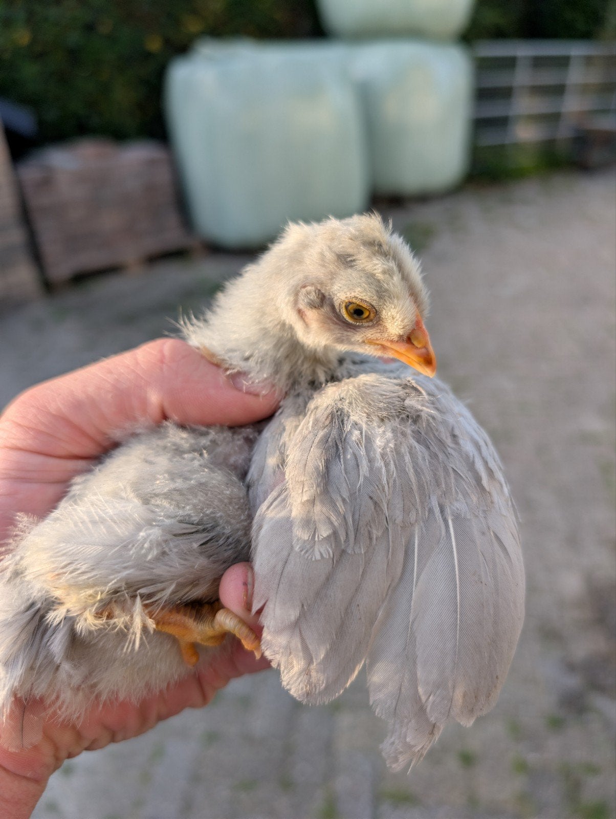 30 Araucana kuikens, Dieren en Toebehoren, Geslacht onbekend, Kip