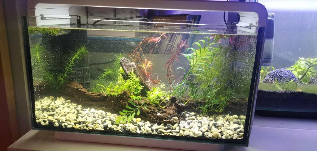 Superfish home 25 aquarium, Ophalen, Leeg aquarium