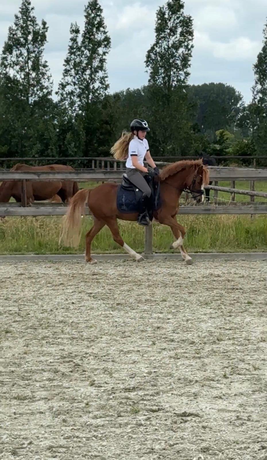 Allround, betrouwbare, lieve, knappe grote B pony, Dieren en Toebehoren, Merrie, Met stamboom, Dressuurpony, L