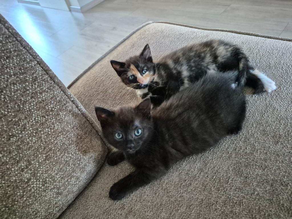 3 poesjes zoeken baasje, Dieren en Toebehoren, Katten en Kittens | Overige Katten, Poes