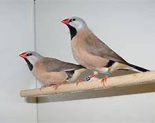 spitsstaartamedine,s, Meerdere dieren, Tropenvogel, Geringd