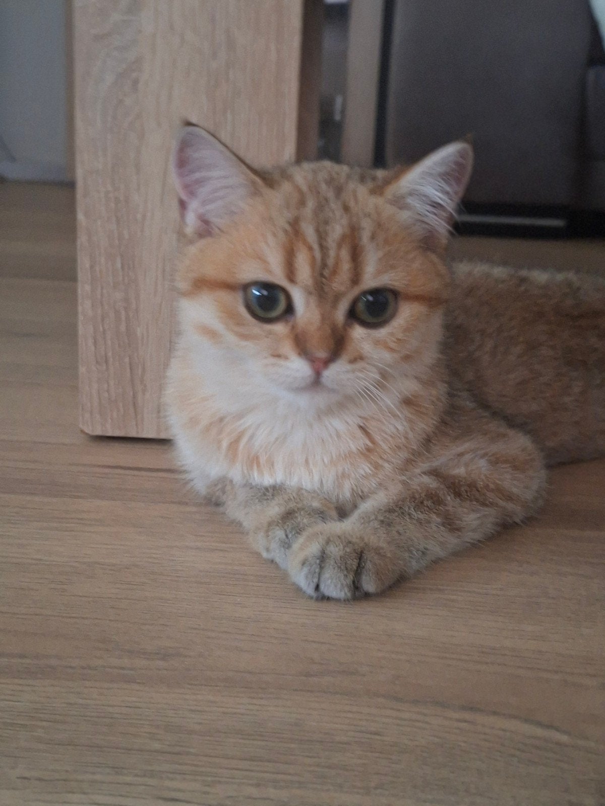 Een mooie Britse Korthaar Poes!, Poes, Kortharig