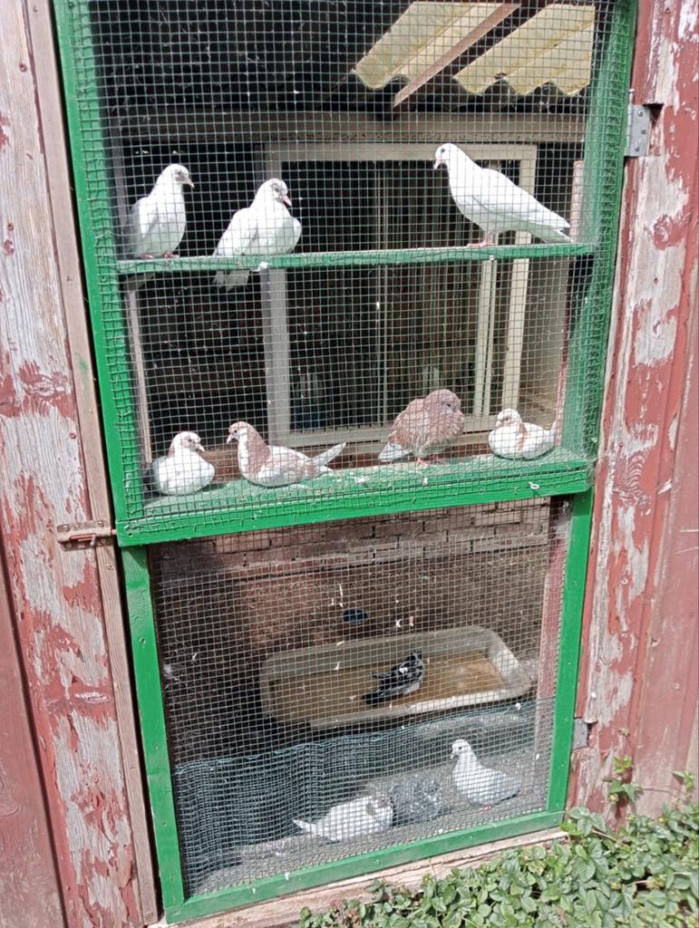Kumrus Fluitduiven, Meerdere dieren