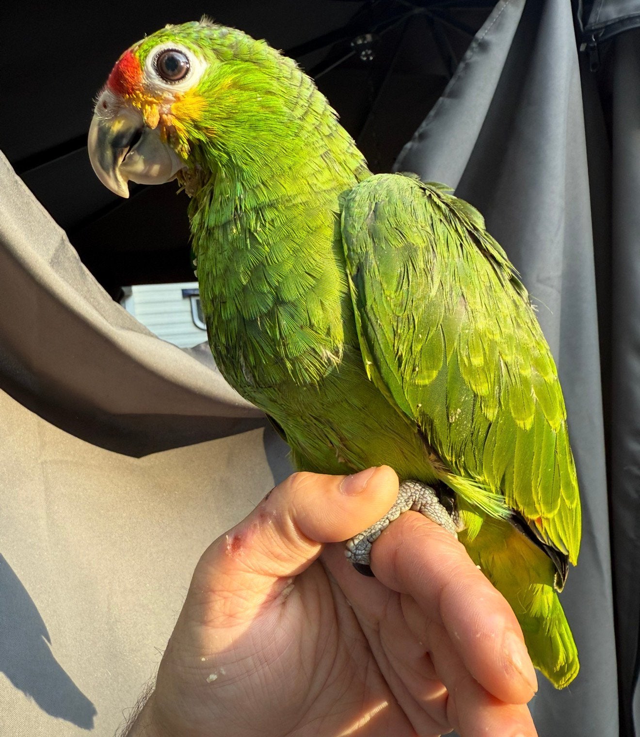 Tamme geelwang amazone 12 weken oud, Dieren en Toebehoren, Vogels | Parkieten en Papegaaien, Geslacht onbekend, Papegaai, Geringd
