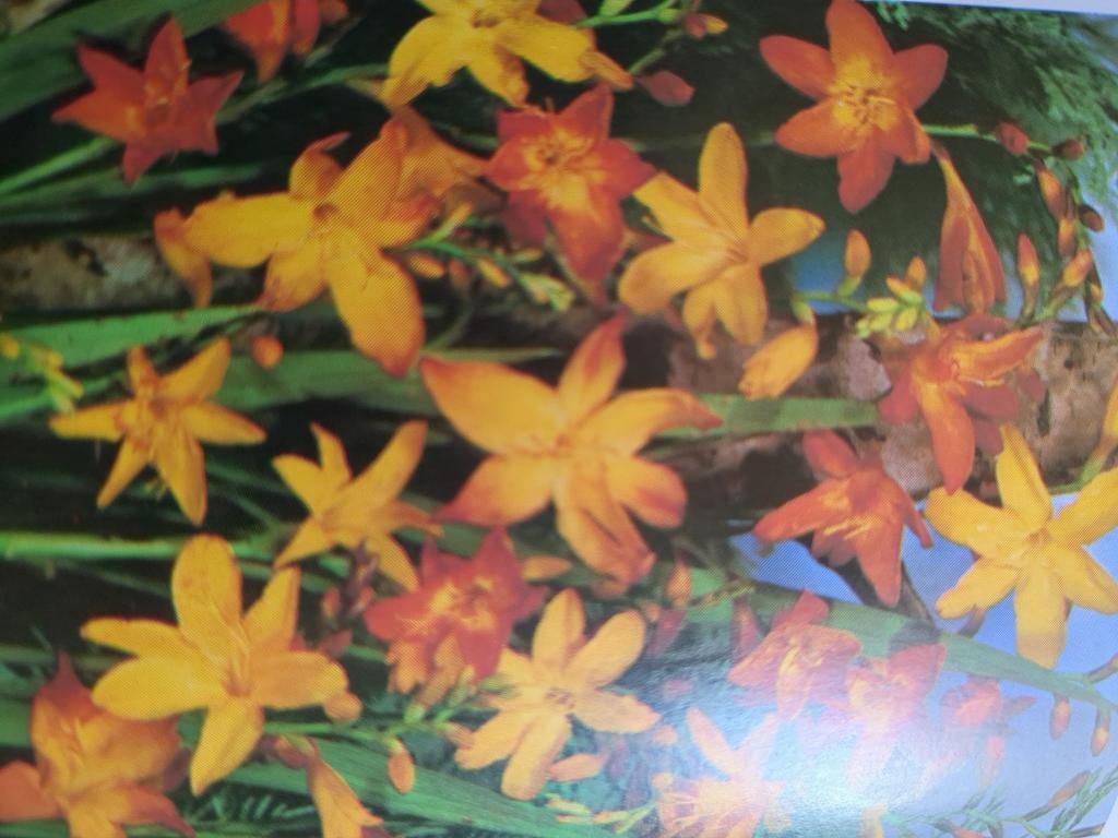 Biologische Crocosmia stekken uit eigen tuin (P9), Ophalen, Overige soorten, Volle zon