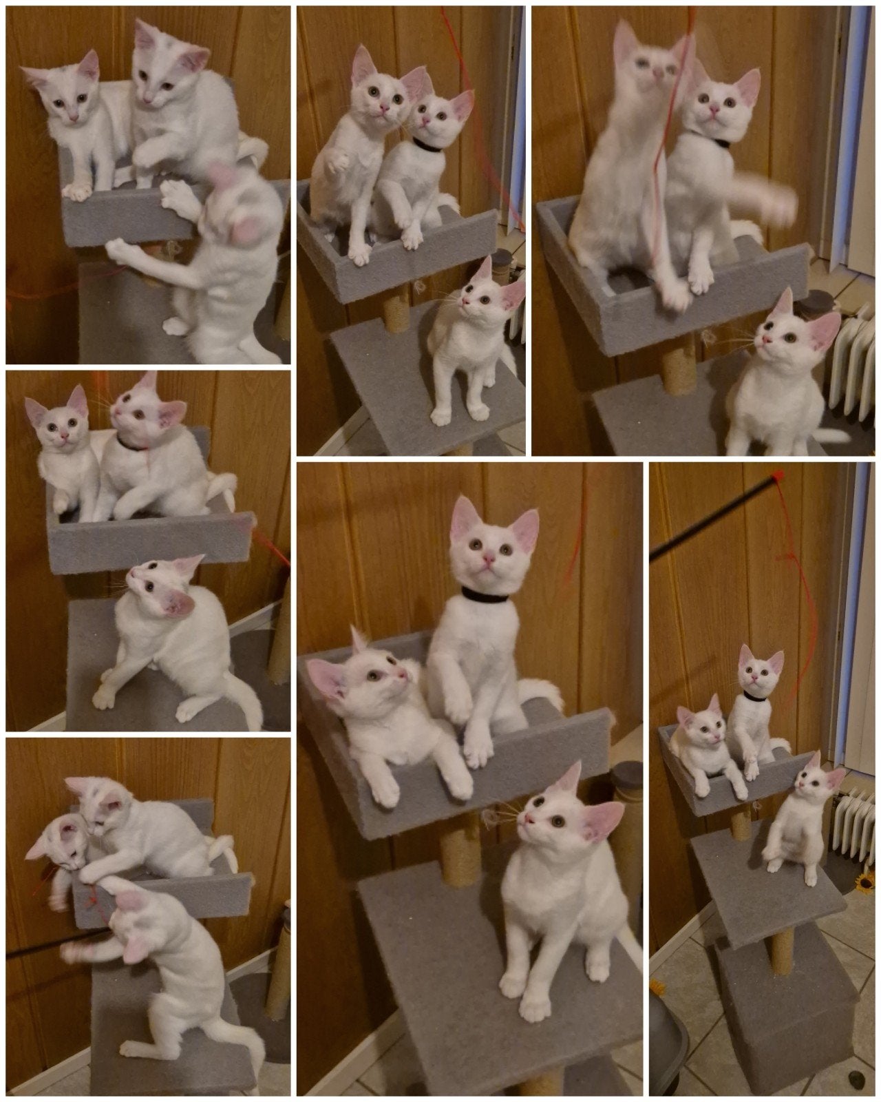 Bencoon kittens (Witte xl Bengalen) Bengaal  Mainecoon, Ophalen