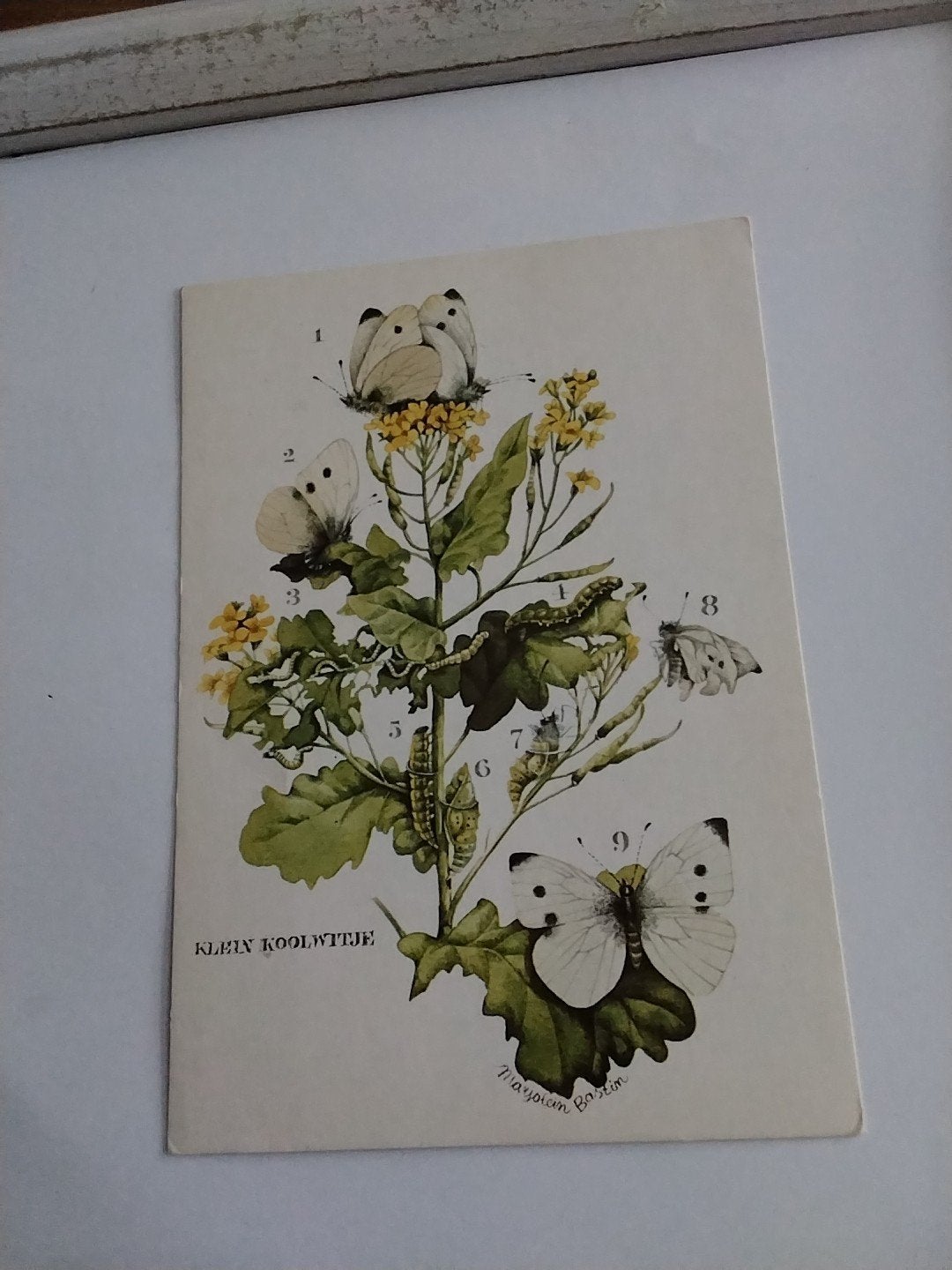 Klein Koolwitje - Stichting De Opbouw MARJOLEIN BASTIN, Ophalen of Verzenden, 1940 tot 1960, Gelopen