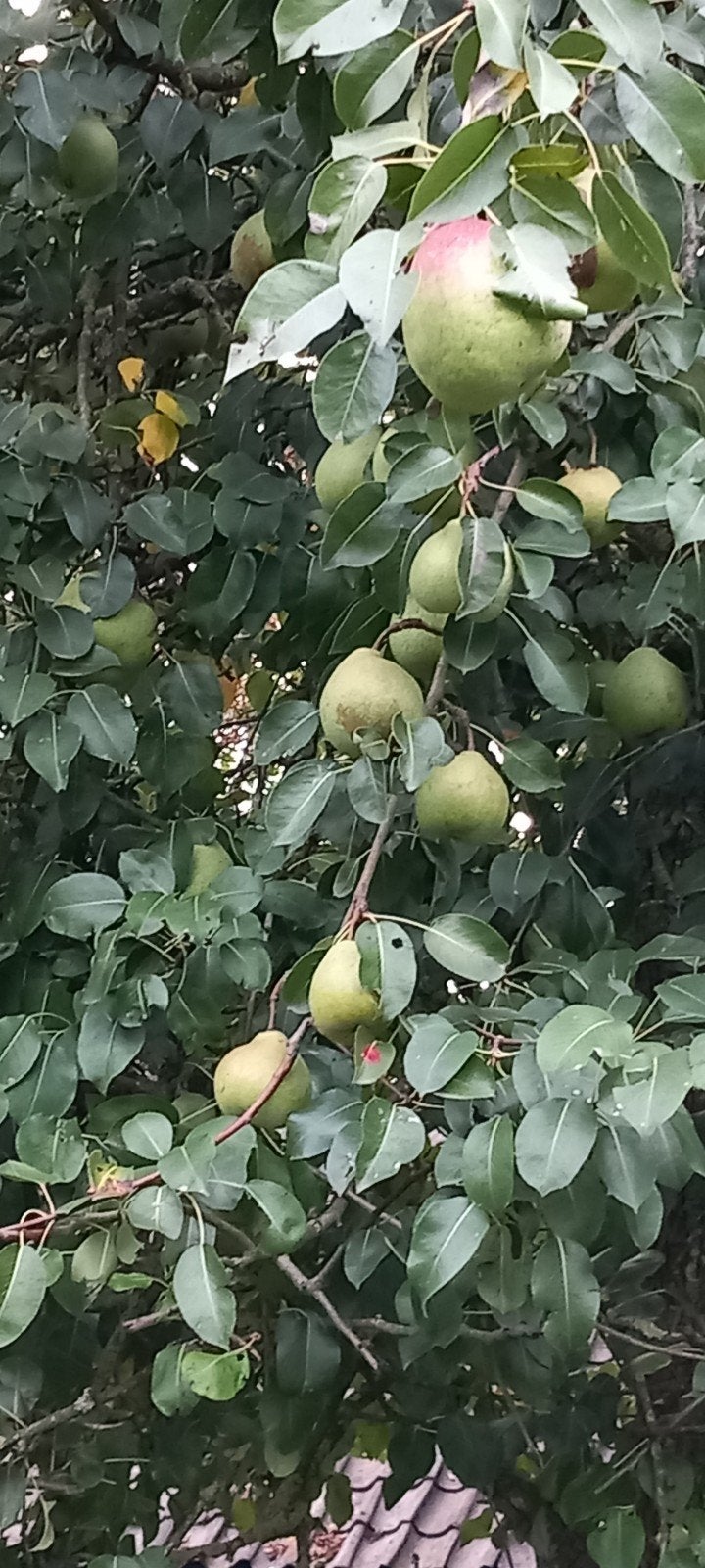 stoofperen biologische ongespoten vers van de boom, Diversen, Levensmiddelen, Ophalen