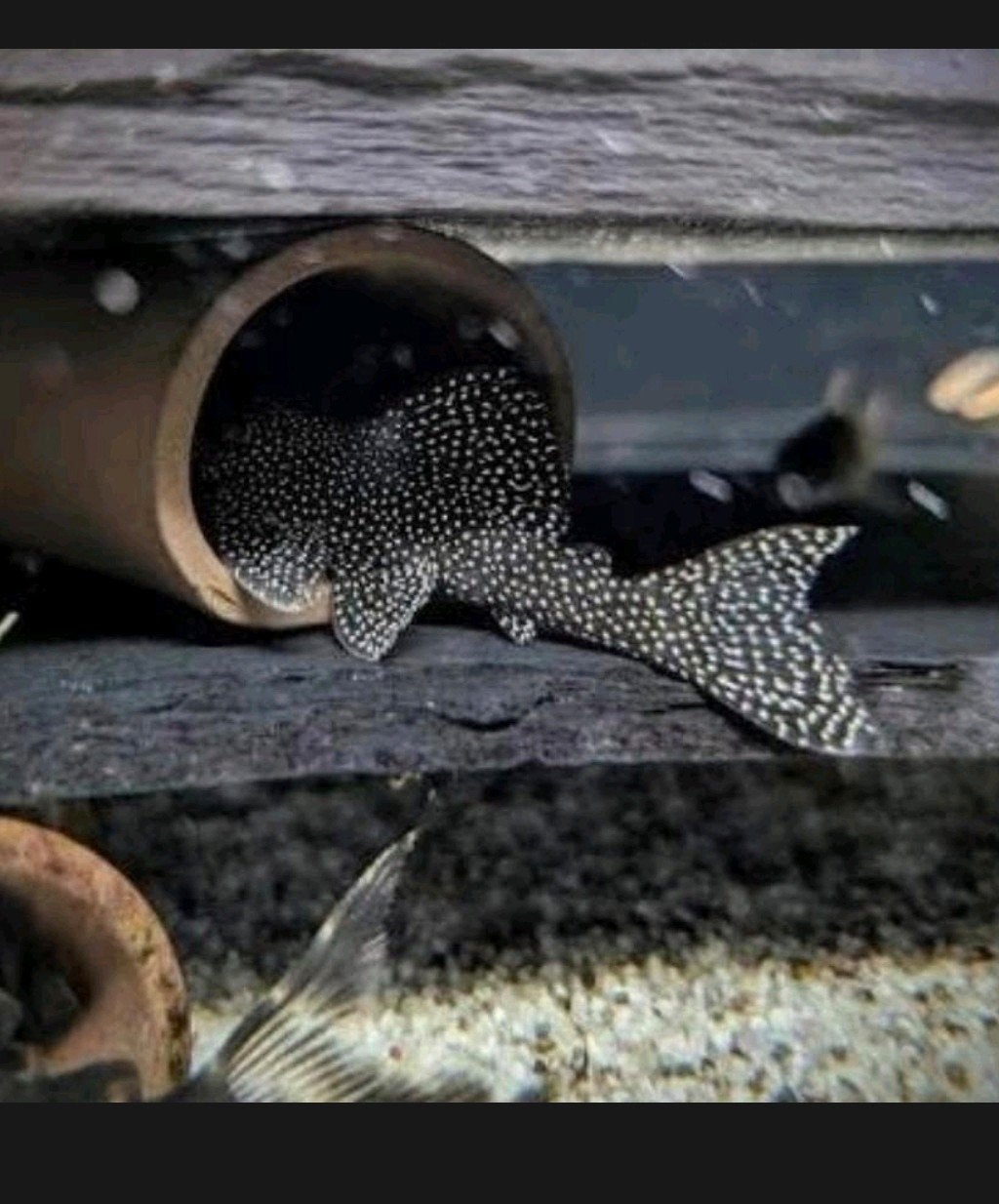 L262 Stardust pleco, Dieren en Toebehoren