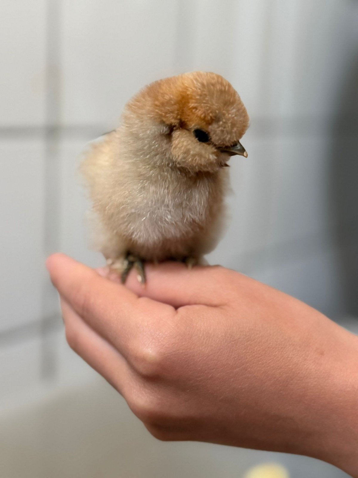 usa zijdehoender kuikens, Dieren en Toebehoren, Pluimvee, Geslacht onbekend, Kip