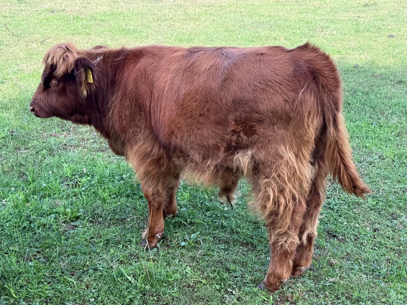 Schotse hooglander stiertje Runder, Dieren en Toebehoren, Mannelijk