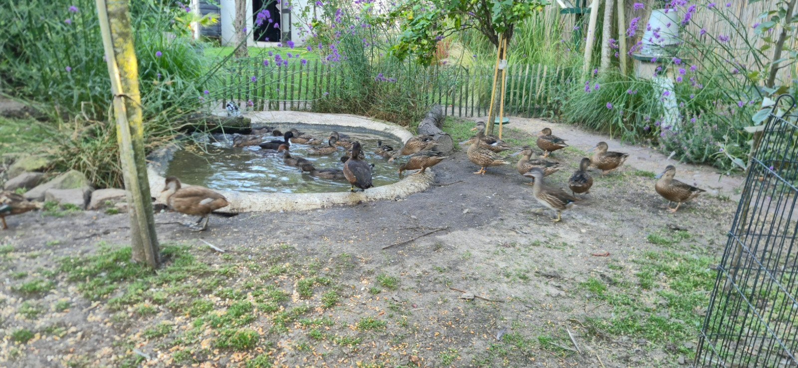 Div sier eenden, Meerdere dieren