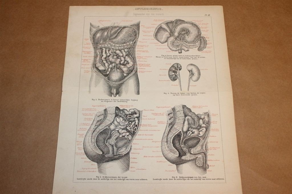 Antieke anatomische prent - Ingewanden v/d mens 1875 !!, Verzamelen, Foto's en Prenten, Ophalen of Verzenden, Voor 1940, Zo goed als nieuw