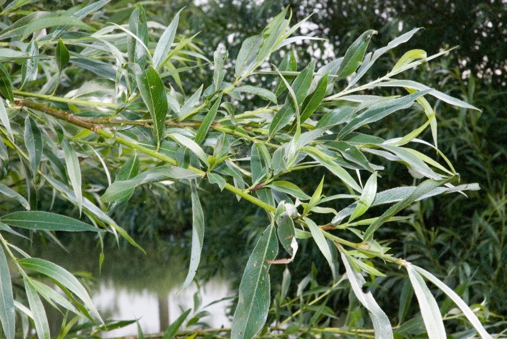 Salix alba, Schietwilg, Gewone wilg, Knotwilg, Inheems, Ophalen of Verzenden, Overige soorten, Struik, 100 tot 250 cm