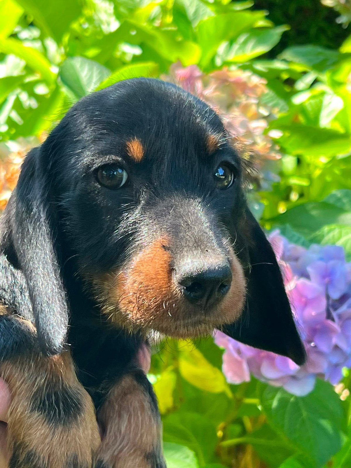 Mooi black and tan teefje, België, Standaard, Particulier, 8 tot 15 weken