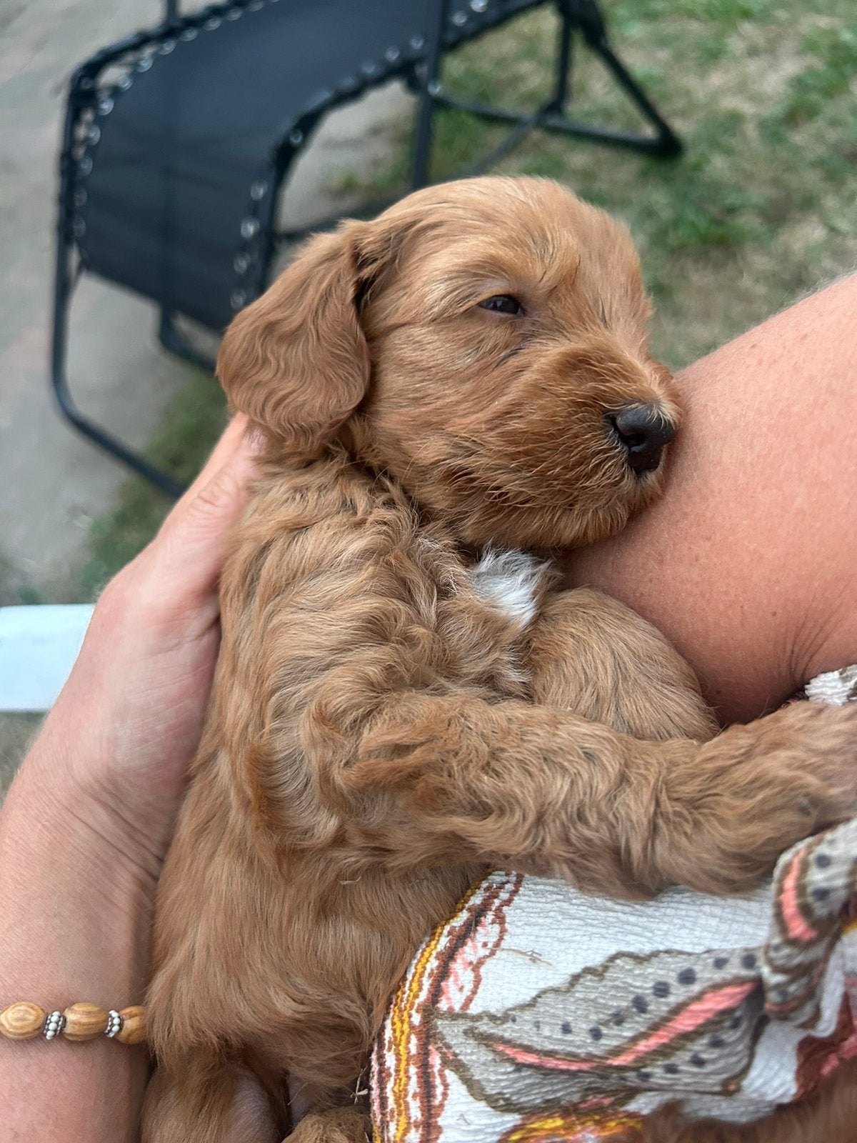 Prachtige australian labradoodle, Dieren en Toebehoren, Honden | Retrievers, Spaniëls en Waterhonden, Parvo, Overige rassen, 8 tot 15 weken