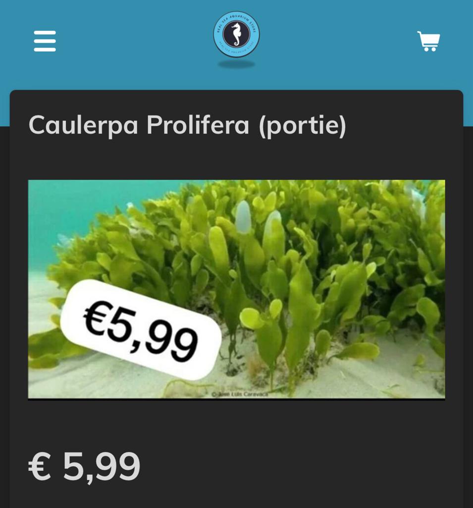 Caulerpa zeewier voor het zeeaquarium, Dieren en Toebehoren, Vissen | Aquariumvissen, Overige typen, Zoutwatervis