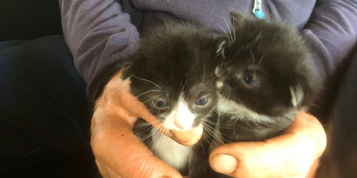 Kittens, Geslacht onbekend, Kortharig, 0 tot 2 jaar